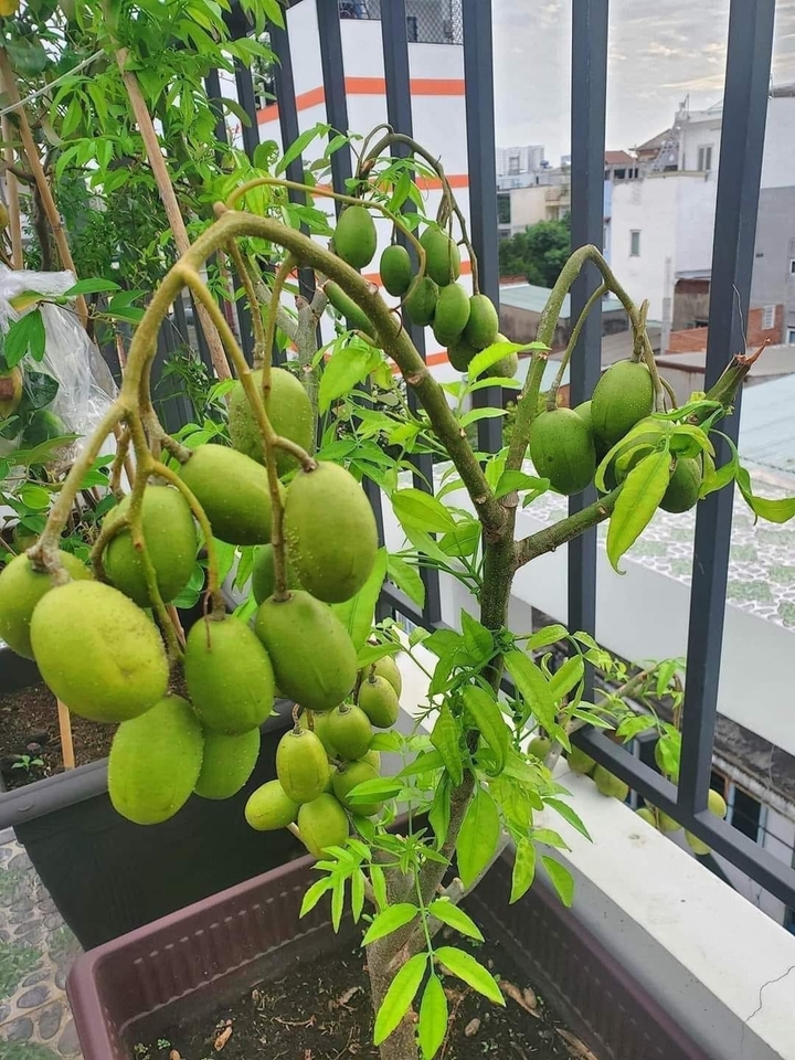 Cây có Thái ưa nắng, phù hợp trồng trên sân thượng. (Ảnh: Welofarm)