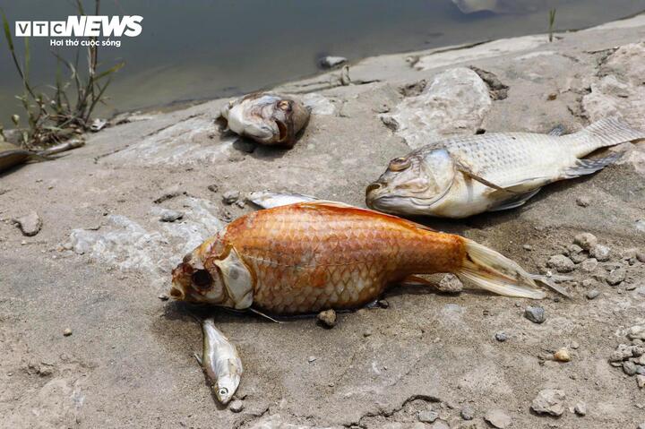 Hà Nội: Hồ điều hòa 744 tỷ đồng nổi trắng xác cá, bốc mùi nồng nặc - 5