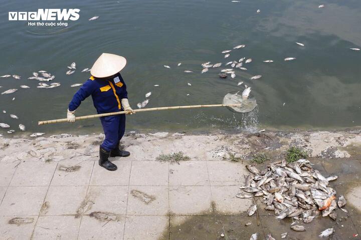 Hà Nội: Hồ điều hòa 744 tỷ đồng nổi trắng xác cá, bốc mùi nồng nặc - 10