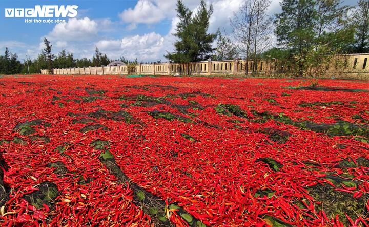 "Hiện giá ớt mà thương lái thu mua giảm mạnh so với năm ngoái, chỉ khoảng 15.000 - 20.000 đồng cho 1 ký tươi, 80.000 - 90.000 đồng cho 1 ký khô. Trồng ớt cực lắm, nhưng nó là cái nghiệp, cái phao cứu sinh của dân xứ cát này mỗi mùa giáp hạt.", anh Tý chia sẻ.
