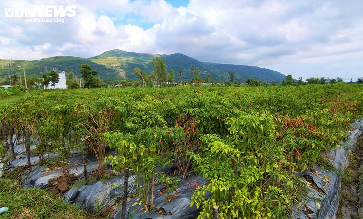 Không chỉ giai đoạn thu hoạch, nỗi vất vả bắt đầu từ giai đoạn ươm cây, làm đất, tưới nước cho đến khi cây ra hoa, kết trái. Chăm ớt như chăm con mọn, chỉ cần một đợt bọ trĩ hay sương muối biển là coi như trắng tay.
