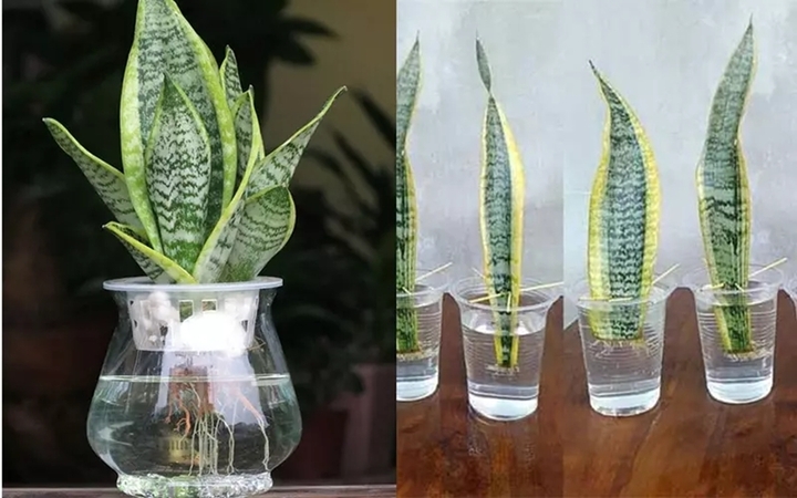 Cây lưỡi hổ có thể trồng thủy sinh. (Ảnh: Vnfarm)
