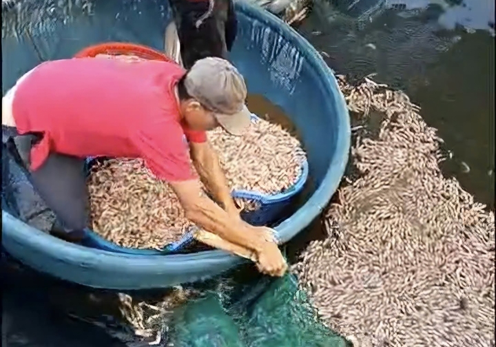 Tôm trong hồ của ông Thanh bất ngờ chết hàng loạt. (Ảnh: CTV)
