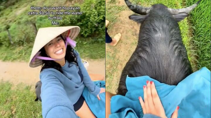 Du khách Tây đua nhau chia sẻ về trải nghiệm cưỡi trâu ở Việt Nam - 2