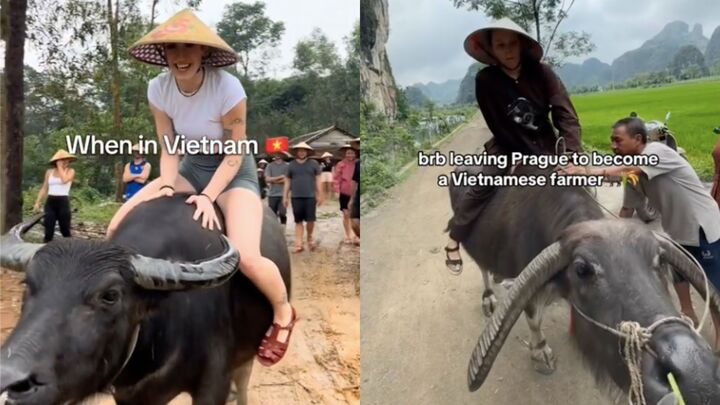 Du khách Tây đua nhau chia sẻ về trải nghiệm cưỡi trâu ở Việt Nam - 1