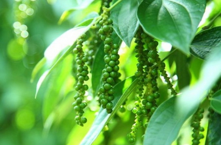 Giá tiêu hôm nay tại nhều vùng trên cả nước giảm. (Ảnh: Hiệp hội Hồ tiêu)