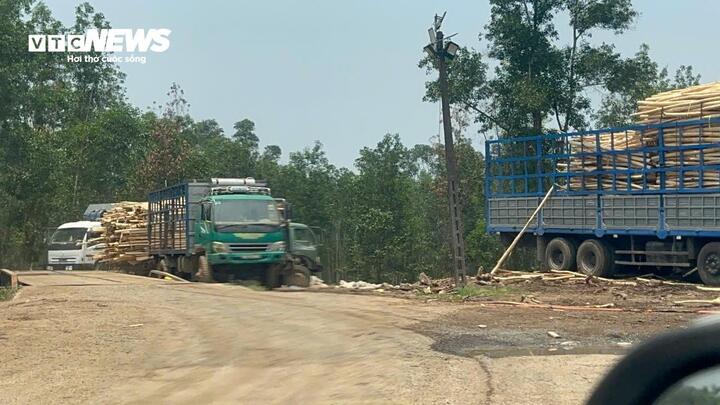 Các trạm cân, tập kết và thu mua keo tràm trái phép "mọc như nấm" ở miền Trung