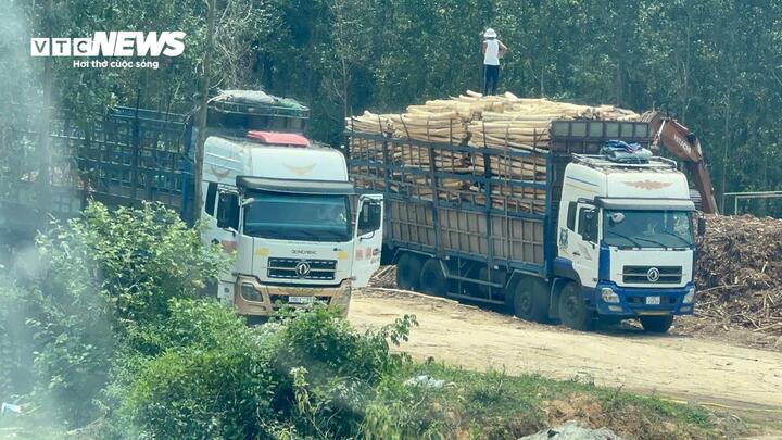 Hoạt động thu mua, tập kết keo tràm trái phép diễn ra công khai tại trạm cân trên tuyến tỉnh lộ 14E gần mỏ đá Lộc Điền cũ (nay là xã Lộc An, TP Huế)
