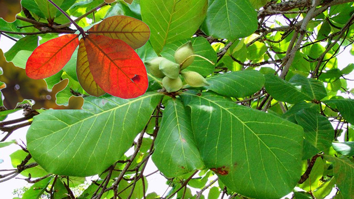 Selain memberi teduhan, daun Terminalia catappa juga digunakan untuk membuat minuman yang menyokong kesihatan (Imej ilustrasi).