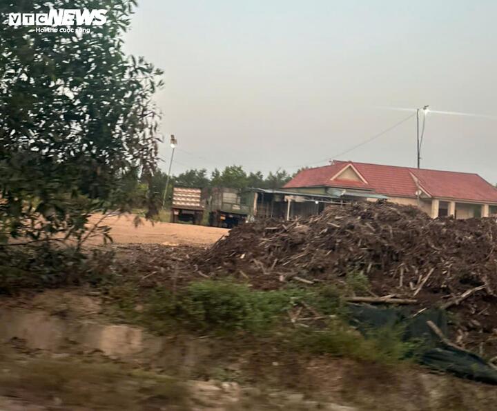 Một bãi tập kết trái phép keo tràm trái phép ở thôn Hoà Vang (xã Hưng Lộc, TP Huế)