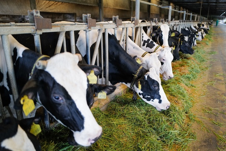 Trang trại Vinamilk Green Farm đang có kế hoạch tăng gấp đôi đàn bò trong thời gian tới. (Ảnh: VN)