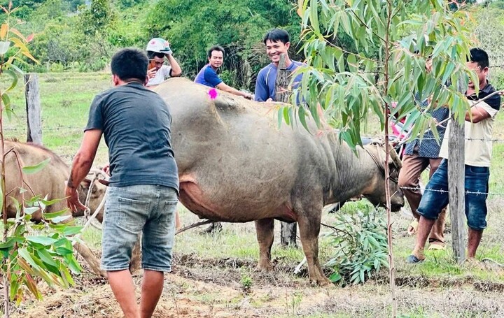 Hình ảnh con trâu bị khống chế (địa phương cung cấp)