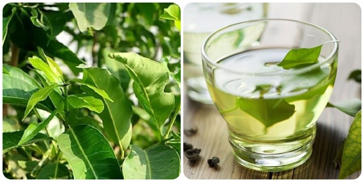 Nước vối là thức uống tốt cho sức khỏe nhưng cần sử dụng đúng cách