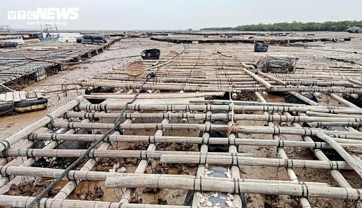 Nước rút cạn trơ đáy với thời gian dài hơn trước kia làm hàu yếu dầu và chết.