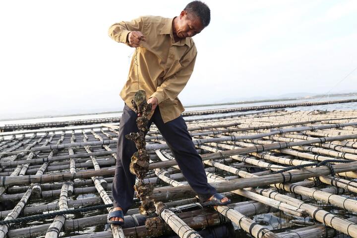 Những dây hàu ngả màu sẫm đen, rỗng ruột khiến người nuôi điêu đứng.