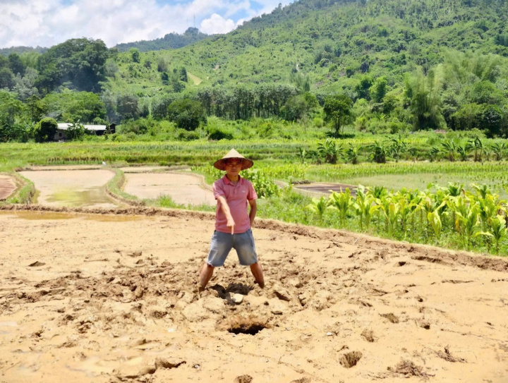Người đàn ông trong quá trình cày ruộng bị thụt chân xuống hố sụt lún phía dưới. Ảnh: C.B.H.