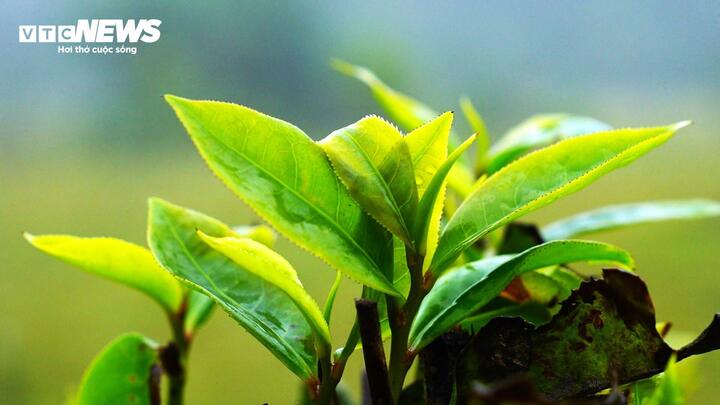 Khám phá quần thể chè cổ thụ trăm tuổi giữa đại ngàn Gia Lai - 8