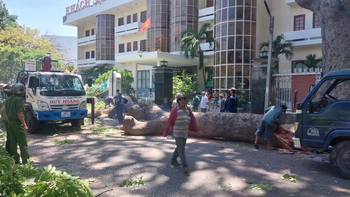 Công nhân thu dọn nhánh xà cừ trên.