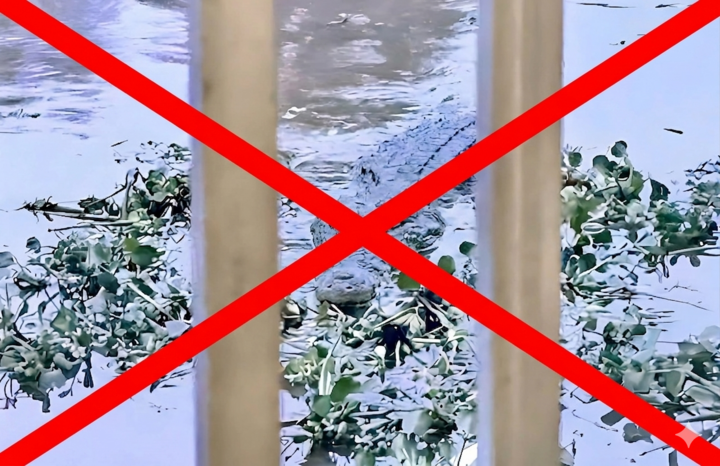 Vụ cá sấu xuất hiện ở An Giang là sản phẩm của AI do một thiếu niên tạo ra.
