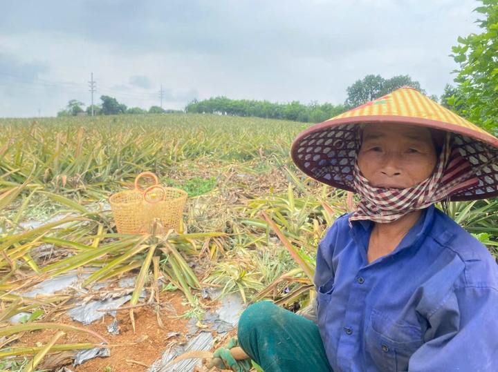 Bà Tống Thị Lệ (phường Quang Trung) chán nản vì vất vả trồng dứa rồi lỗ nặng. (Ảnh: Đình Anh).