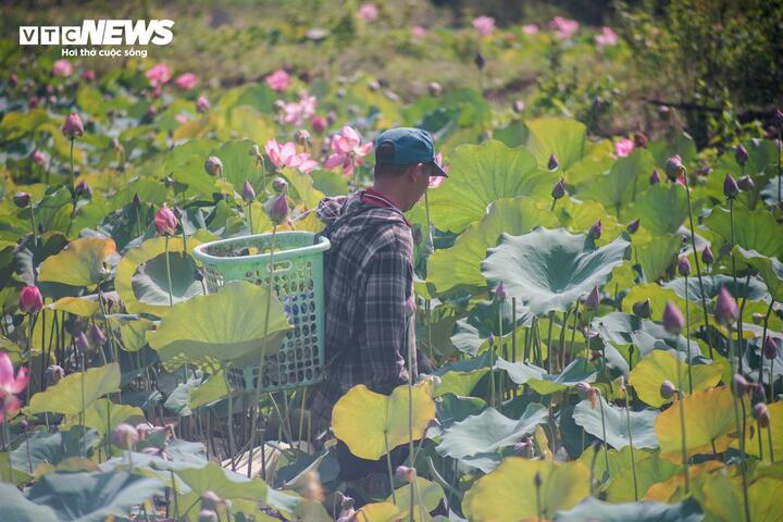 Ngoài phục vụ nhu cầu tham quan, check in cho du khách, trên cánh đồng sen lớn nhất Đà Nẵng, bà con nông dân cũng đang tất bật thu hái gương sen để kịp giao cho thương lái.