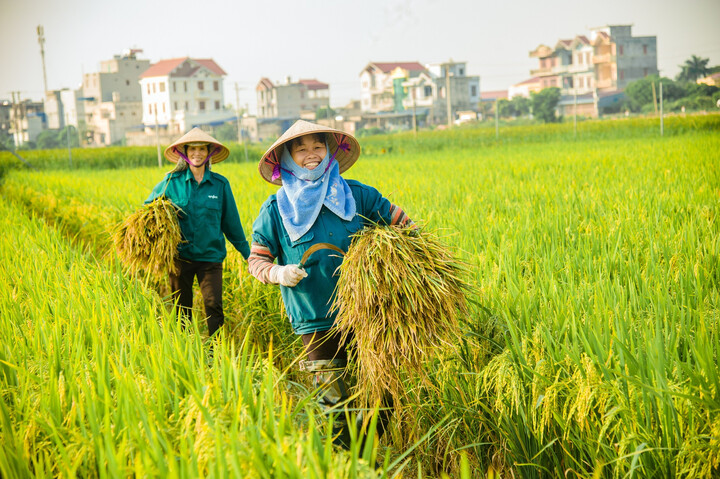 Giá lúa gạo hôm nay 23/6 duy trì ổn định. (Ảnh minh hoạ: VTV)