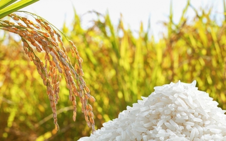 Giá lúa gạo ngày 24/6 nhìn chung ổn định. (Ảnh minh họa: Thời báo Tài chính Việt Nam)
