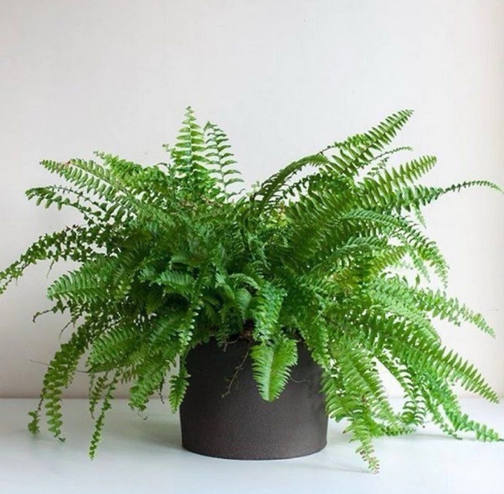Dương xỉ Boston giúp tăng độ ẩm tự nhiên. (Ảnh: Trúc Vũ Farm)