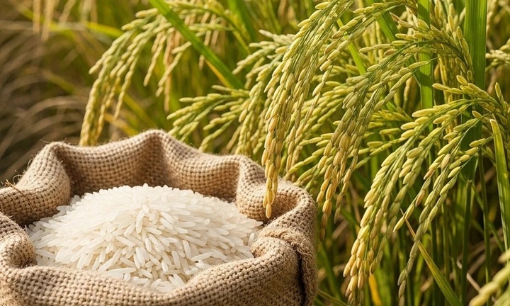 Giá lúa gạo trong nước hôm nay giữ mức ổn định. (Ảnh minh họa: Nông nghiệp và Môi trường)