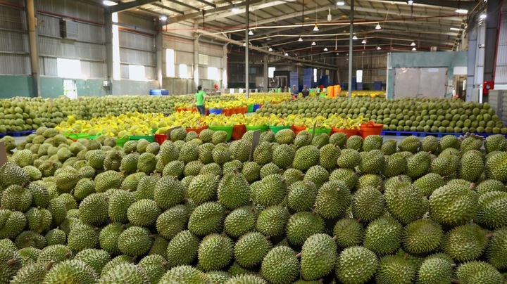 Các doanh nghiệp tăng cường kiểm soát chất lượng, truy xuất nguồn gốc và quy trình đóng gói nhằm đáp ứng yêu cầu ngày càng khắt khe của thị trường Trung Quốc.