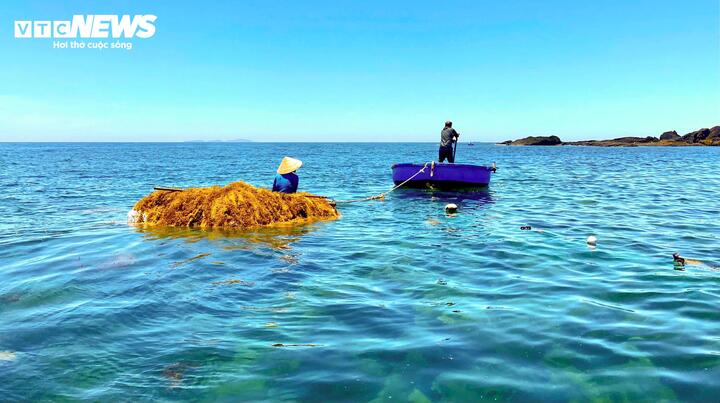 "Năm nay thời tiết thuận lợi, biển êm nên rong mơ phát triển rất nhanh, bản dày và dài. Hiện rong khô được thu mua với giá khoảng 7.000 đồng/kg. Bình quân 4kg rong tươi cho ra 1kg rong khô. Với sản lượng hơn 600 kg rong tươi mỗi ngày, mỗi hộ có thể thu được trên 150kg rong khô, mang về hơn 1 triệu đồng/ngày" - ông Nguyễn Chì (trú thôn Đông Sơn) vui vẻ chia sẻ.