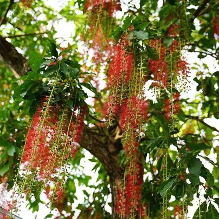 Cây lộc vừng có tán rộng và dáng đẹp. (Ảnh: Khang Nông Seeds)