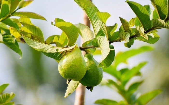 Lá ổi chỉ nên được xem là một thực phẩm hỗ trợ trong chế độ ăn uống lành mạnh. (Ảnh minh hoạ)