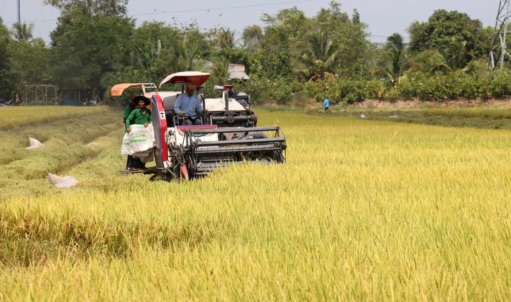 Giá lúa gạo trong nước giữ ổn định. (Ảnh minh họa: Báo VTV)