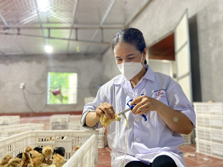 Chậm trễ trong công tác tiêm phòng vật nuôi, nhiều địa phương tại Quảng Ninh bị phê bình.
