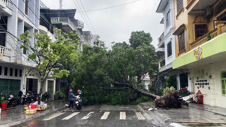 Mưa bão số 1 khiến nhiều cây xanh tại khu vực phường Móng Cái 1, tỉnh Quảng Ninh bị bật gốc.