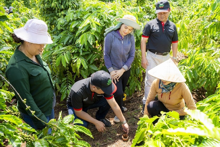 Cán bộ kỹ thuật NESCAFÉ Plan hướng dẫn nông dân thực hành cải tạo đất tại vườn cà phê.
