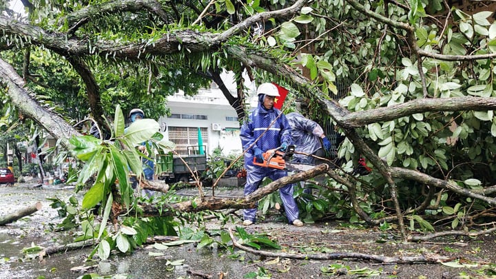Trận bão số 1 quần thảo suốt đêm 4 sang rạng sáng ngày 5/7, khiến loạt cây xanh lâu năm tại khu vực Móng Cái gãy đổ.