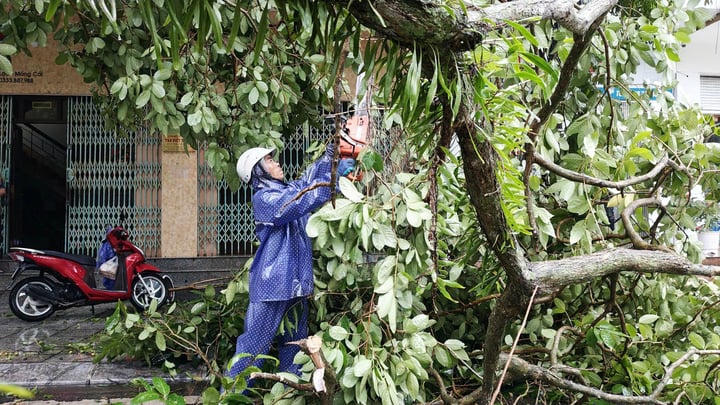 Người dân tại khu vực Móng Cái, tỉnh Quảng Ninh mang cưa máy để cắt tỉa, thu dọn những cây xanh bị ngã đổ chắn lòng đường.