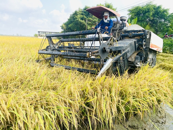 Giá lúa gạo trong nước hôm nay 6/7 đi ngang so với hôm qua. (Ảnh minh họa: Báo Tuổi trẻ)
