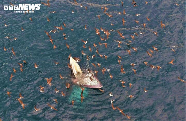 Anh Huỳnh Thế Ngọc (32 tuổi), một người kinh doanh du lịch tại vùng biển Vũng Bồi cho biết, vùng biển này thời gian gần đây có dòng hải lưu tốt, mang theo lượng thức ăn dồi dào, đó là lý do sự xuất hiện, dừng chân và săn mồi của cặp mẹ con cá voi Bryde tại đây đã hơn 7 ngày qua mà chưa có dấu hiệu di cư nơi khác.