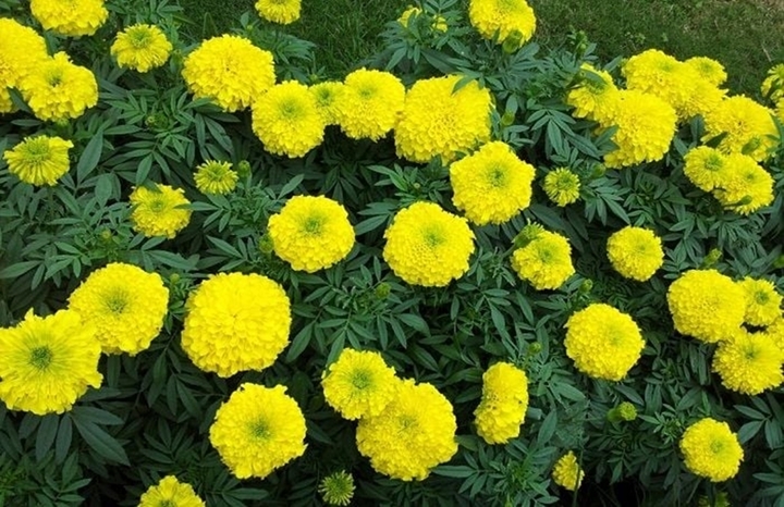Cúc vạn thọ tỏa hương thơm mạnh khiến côn trùng phải… bỏ chạy. (Ảnh: Flosa)