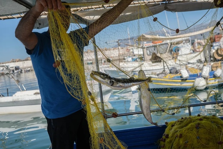 Cá nóc má bạc mắc lưới của ngư dân ở đảo Crete, Hy Lạp. (Ảnh: Getty Images)
