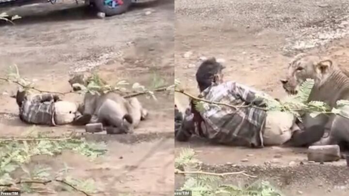 Hành động dũng cảm của Gamara đã cứu ông 1 mạng.