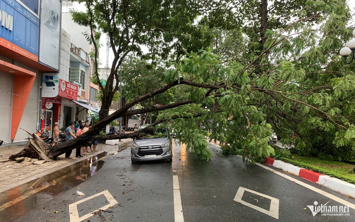 Hiện trường cây xanh bật gốc, đổ đè xe ô tô trên đường Nguyễn Tất Thành. (Ảnh: Q.H) Hiện trường cây xanh bật gốc, đổ đè xe ô tô trên đường Nguyễn Tất Thành. (Ảnh: Q.H)