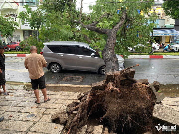 Cây xanh ngã đố có gốc khá lớn. (Ảnh: Q.H) Cây xanh ngã đố có gốc khá lớn. (Ảnh: Q.H)