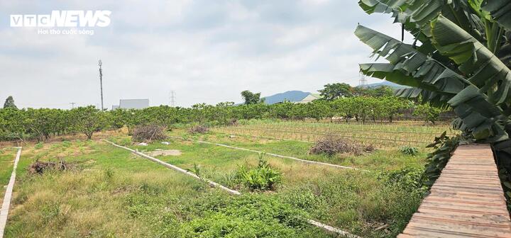Quảng Ninh: 317 hồ sơ chuyển từ đất nông nghiệp sang đất ở, phường giải trình thế nào? phuongansinh 4 15304049 - Quảng Ninh: 317 hồ sơ chuyển từ đất nông nghiệp sang đất ở, phường giải trình thế nào?