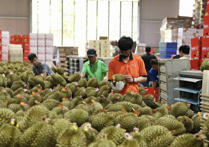 Trung Quốc tiếp tục là thị trường xuất khẩu sầu riêng lớn nhất của Việt Nam.