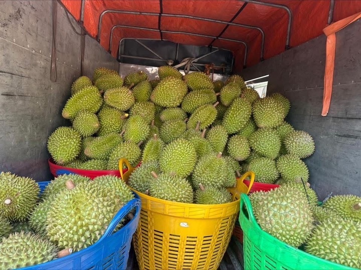 Giá sầu riêng tại nhiều vùng nguyên liệu liên tục ở mức thấp.