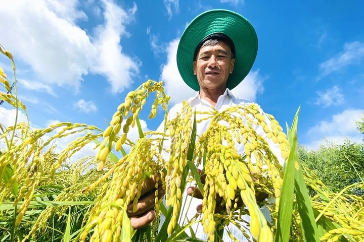 Giá lúa gạo trong nước ngày 18/7 ghi nhận lúa tươi tăng ở nhiều chủng loại. (Ảnh minh họa: Báo Nông nghiệp và Môi trường)